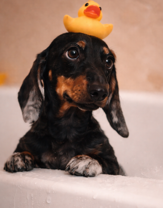 Pet Grooming 14