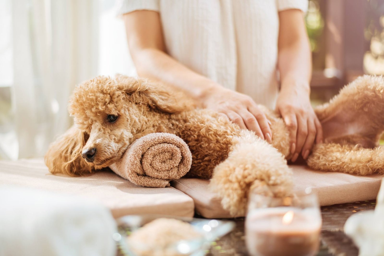 Pet Grooming 6