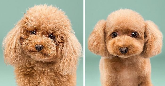 Pet Grooming 4